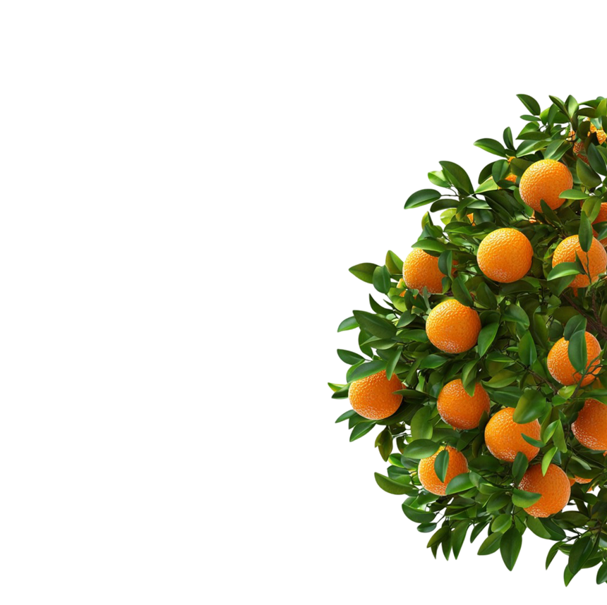 Orange Fresh