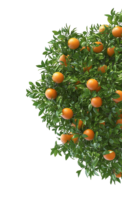 Mandarins Fresh