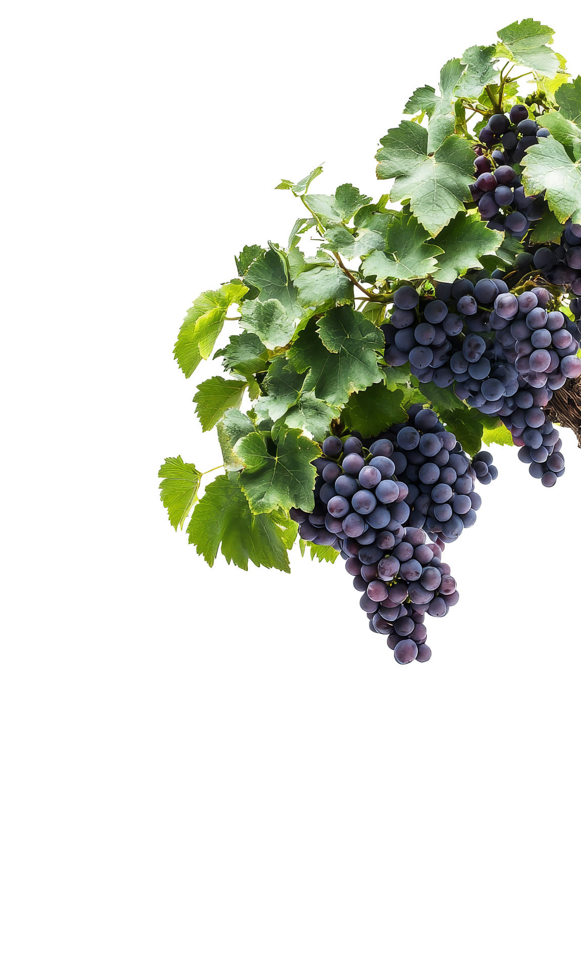 Grapes Fresh