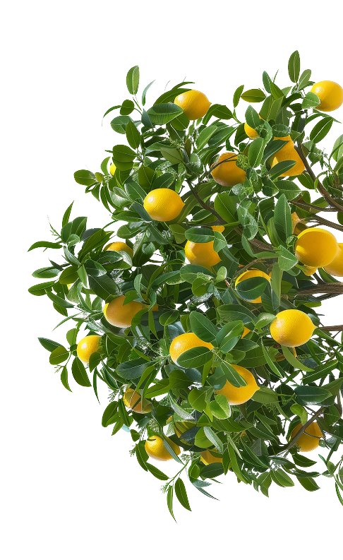 Lemons Fresh