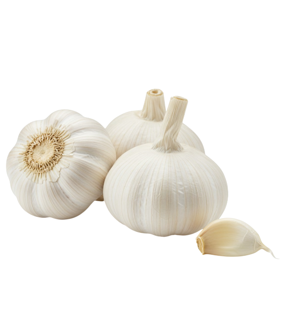 Garlic